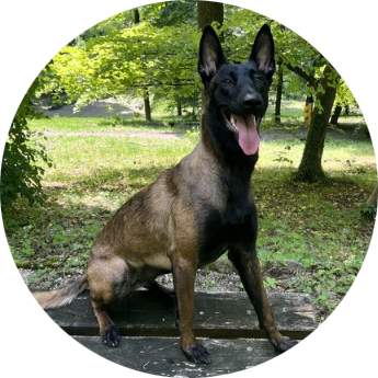 uzgajivačnica belgijskih ovčara malinois, Belgischer Malinois-Zwinger, Belgian malinois kennel